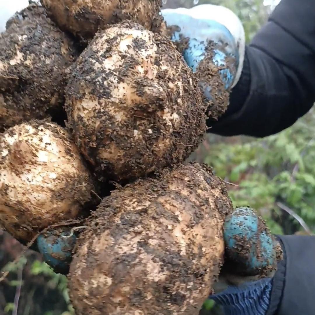 云南昭通天麻店