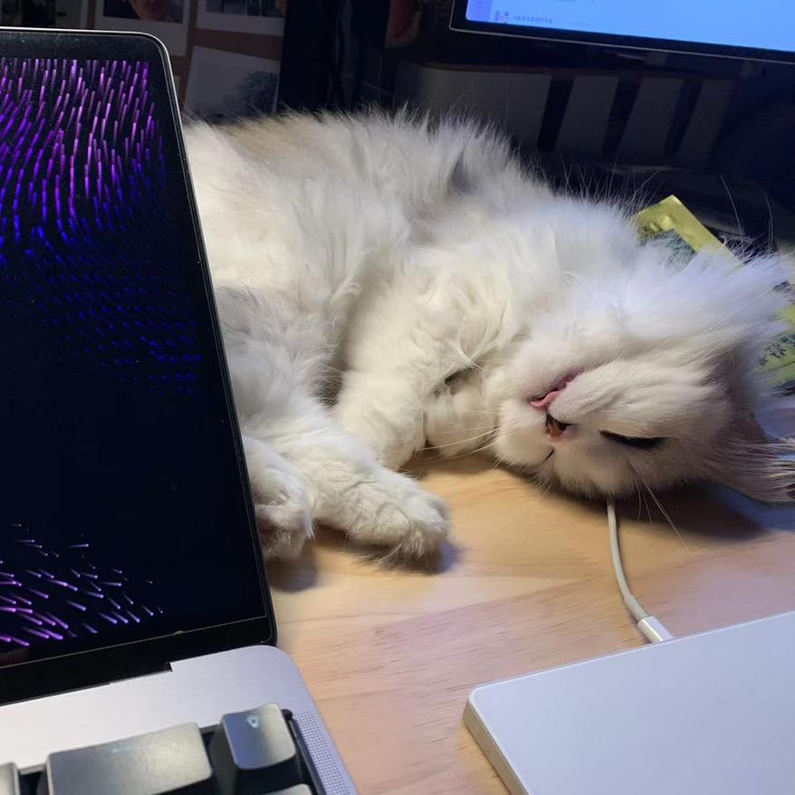 十一学长啊