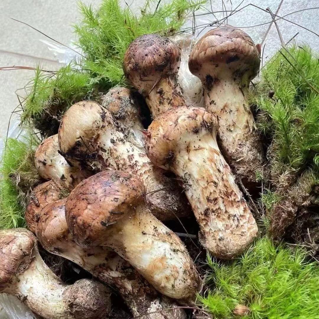 野生菌批发