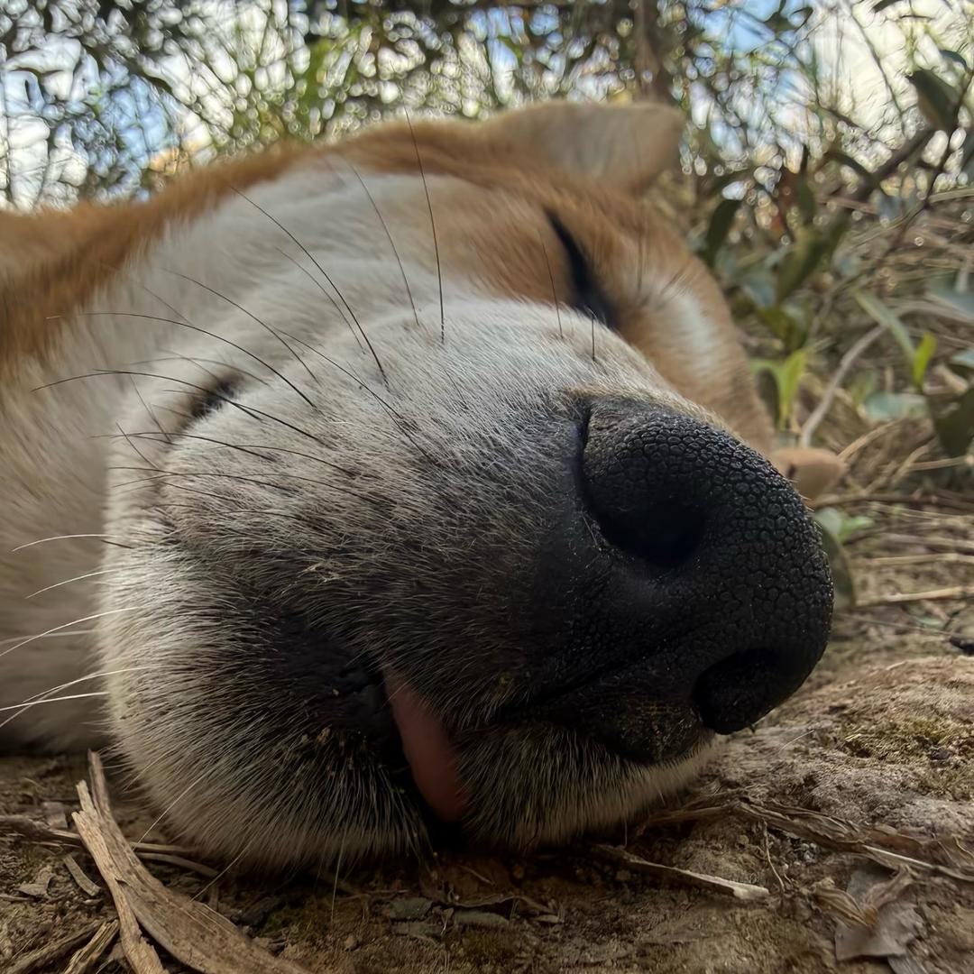 ￴ ￴ ￴￴￴￴ ￴￴ ￴￴好像胖