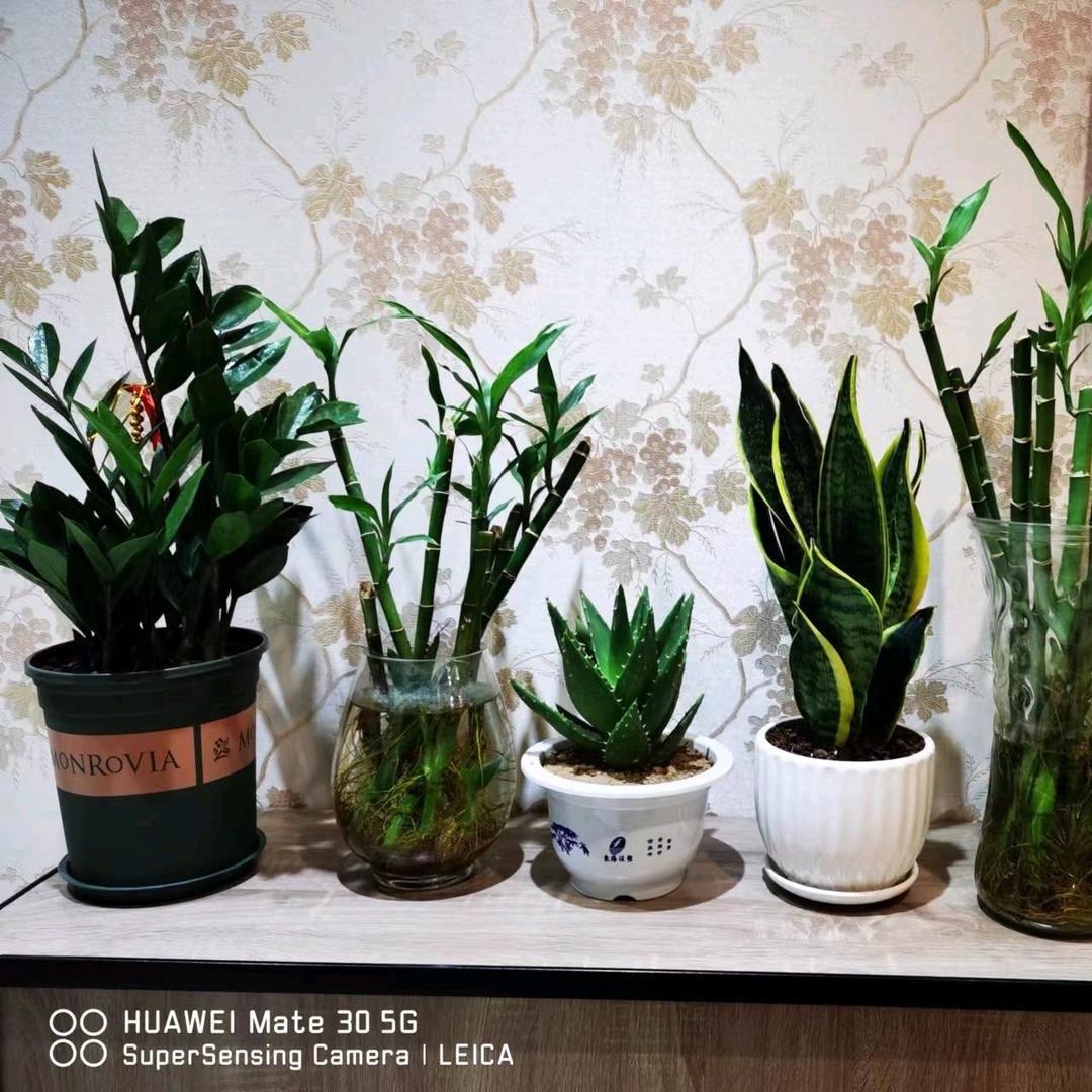 浅笑🌱
