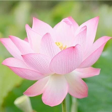 清灵居士