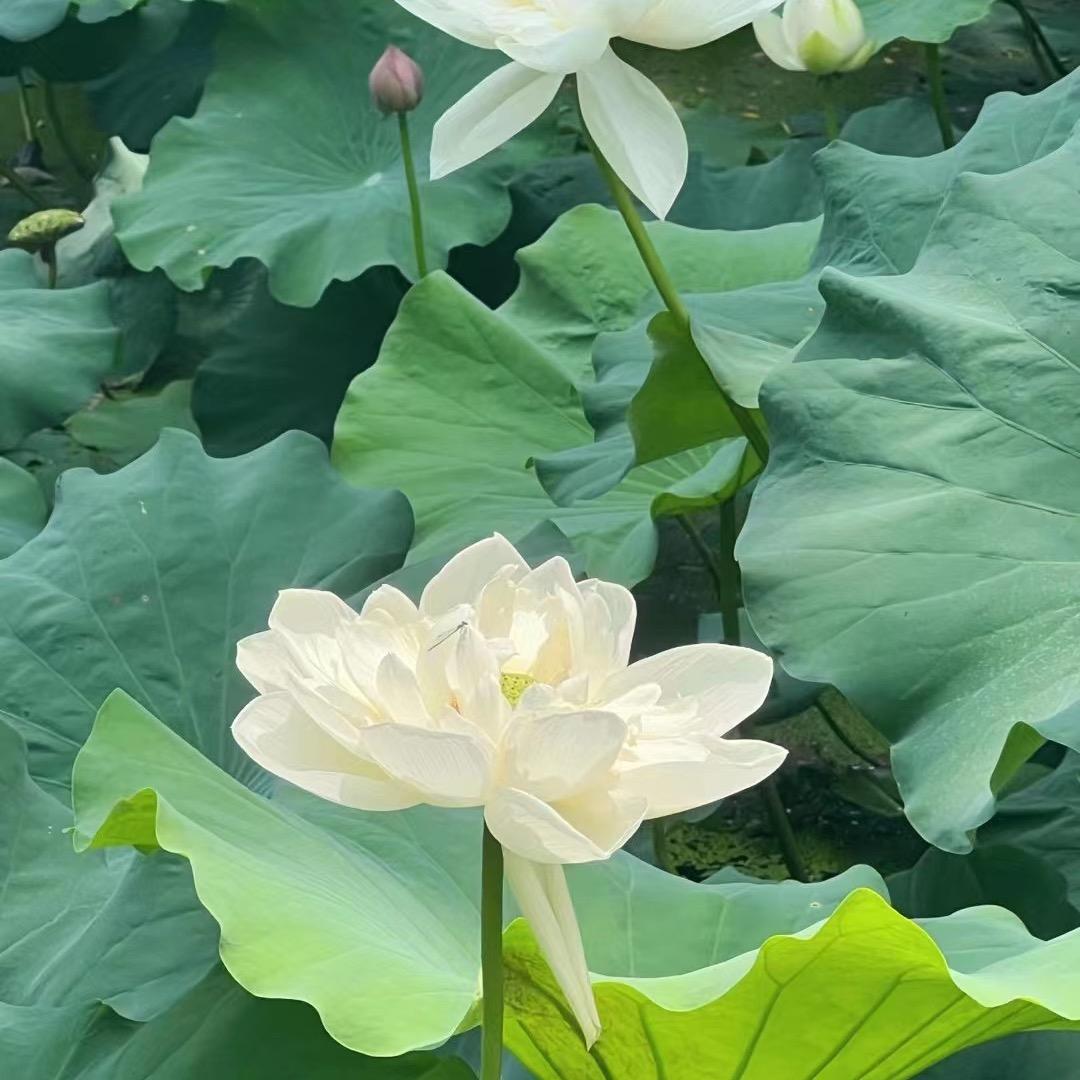上善若水、
