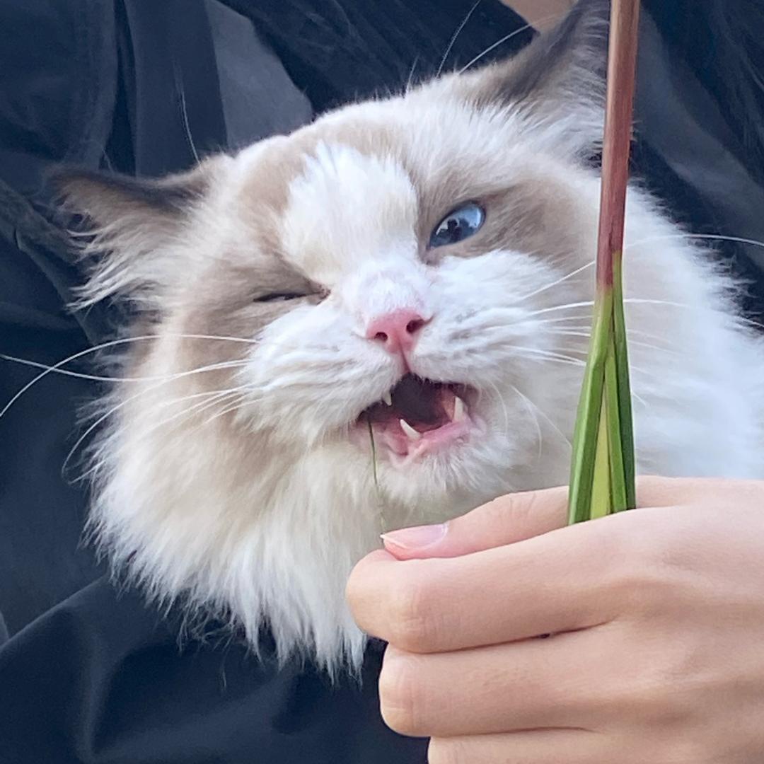 梅老板不是老板