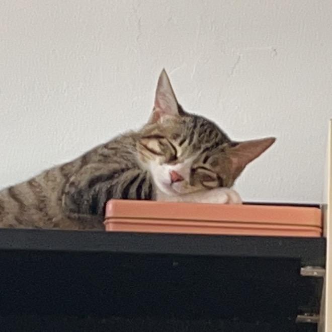 沐沐