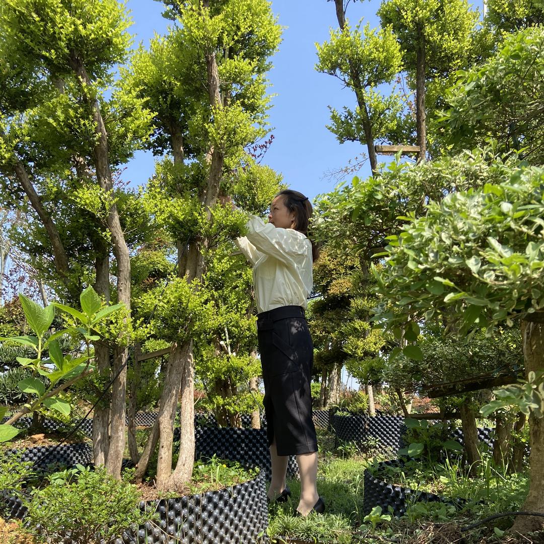 龚姐-长沙绿化苗木