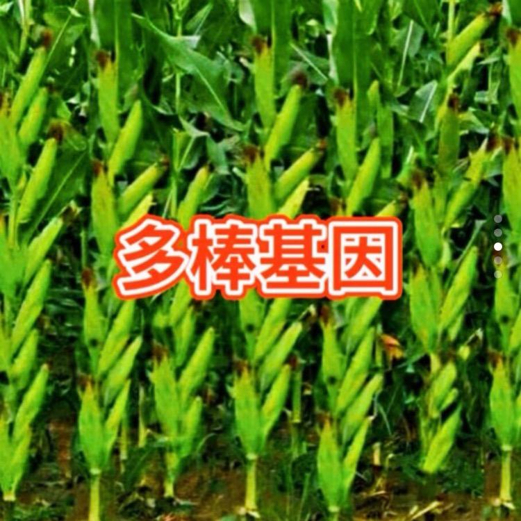 玉米高产大棒王
