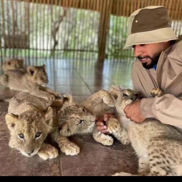 印度🇮🇳猛虎