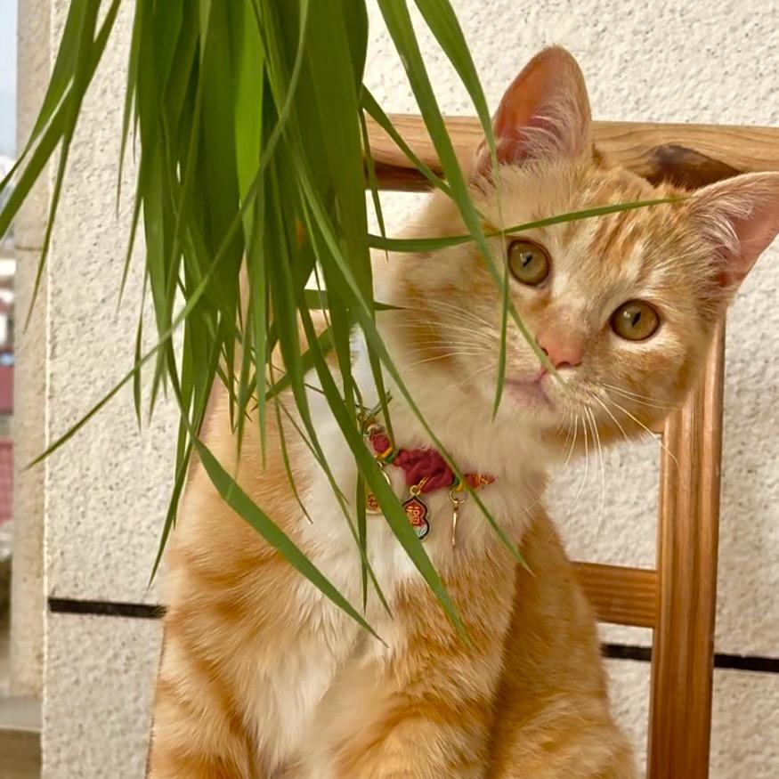 妮妮是猫