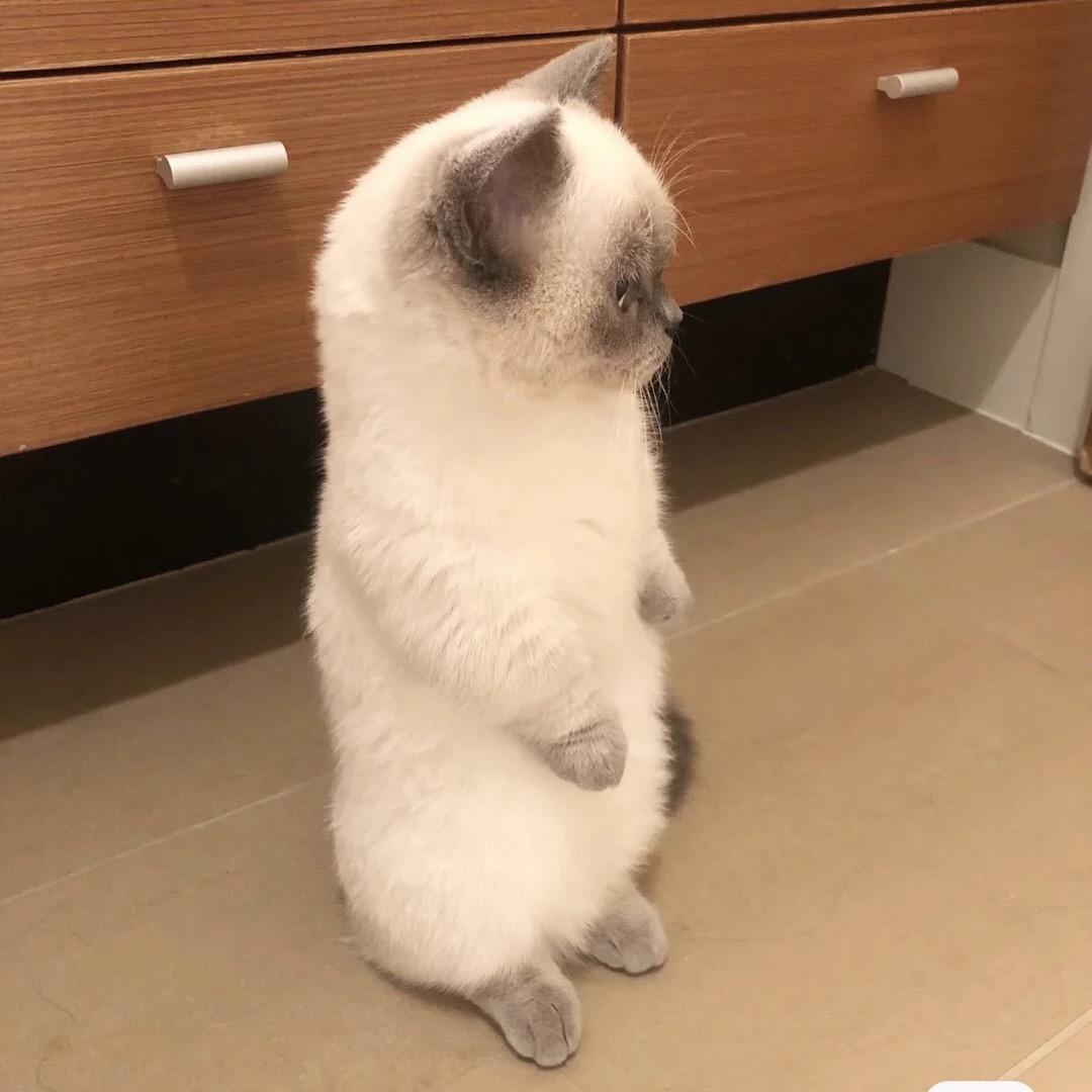 广东在逃虾饺