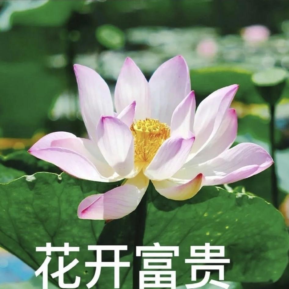 翻斗花园西红柿牛爷爷