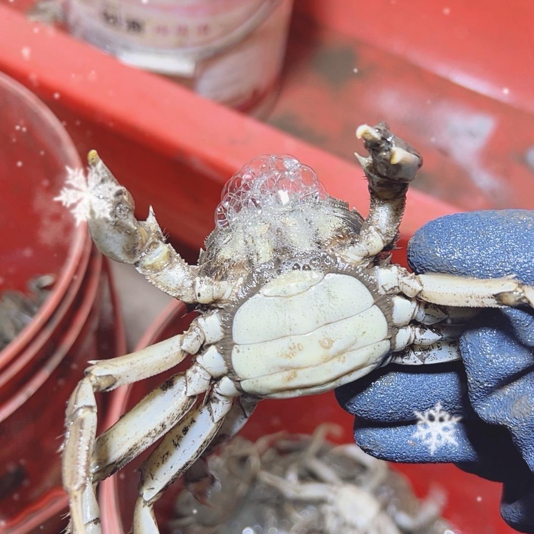 盘锦正宗河蟹大米