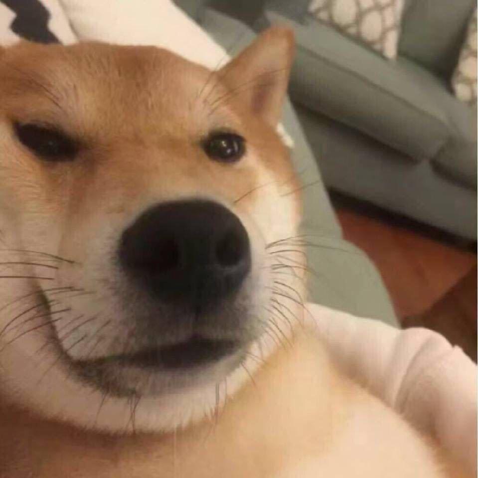 蛋仔仔