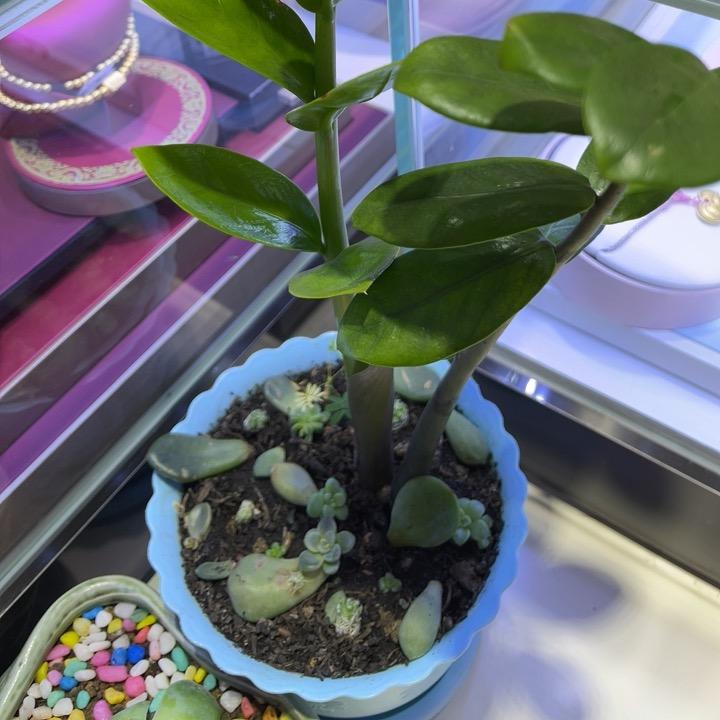 萍萍家有俩宝贝