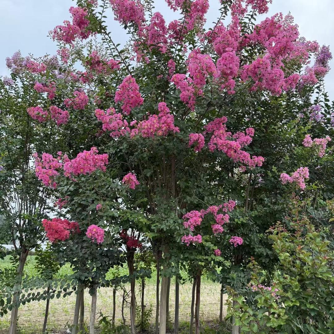 悦花家