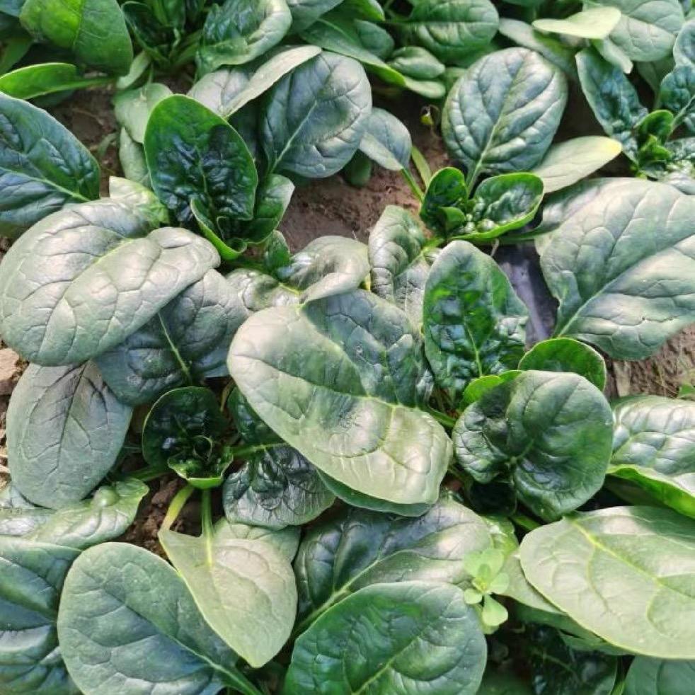 农人阿龙甄选的头像