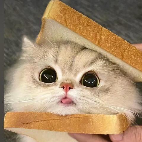 小甜不苦