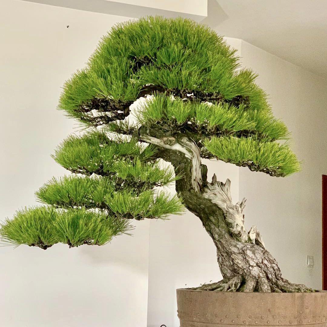 常州随园盆景园