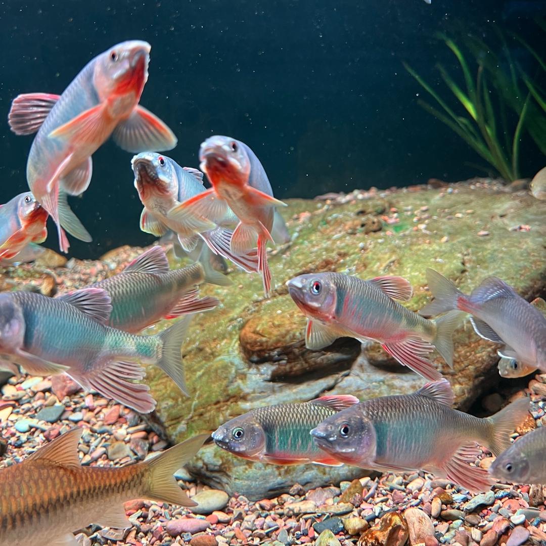 德梁虾屋原生水族馆