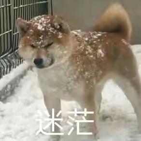 我嘞个霜降狗头
