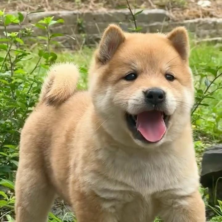 广西田园犬（嘉浩萌宠）