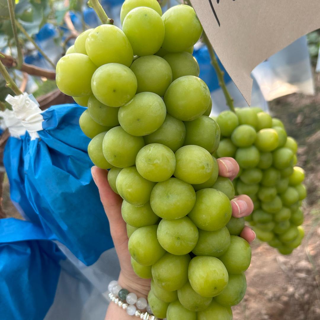 黑姐生鲜