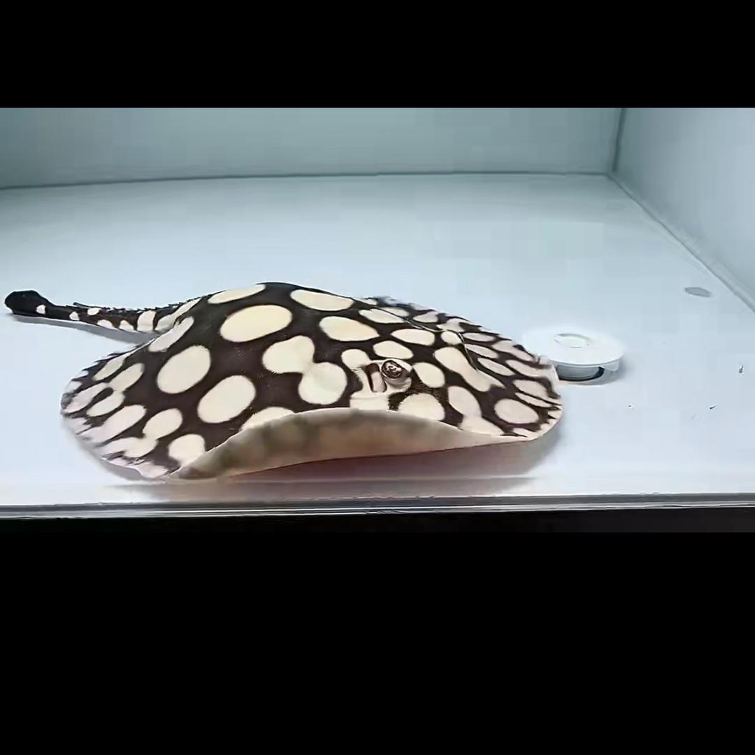 Wilson龙虎魟甄选