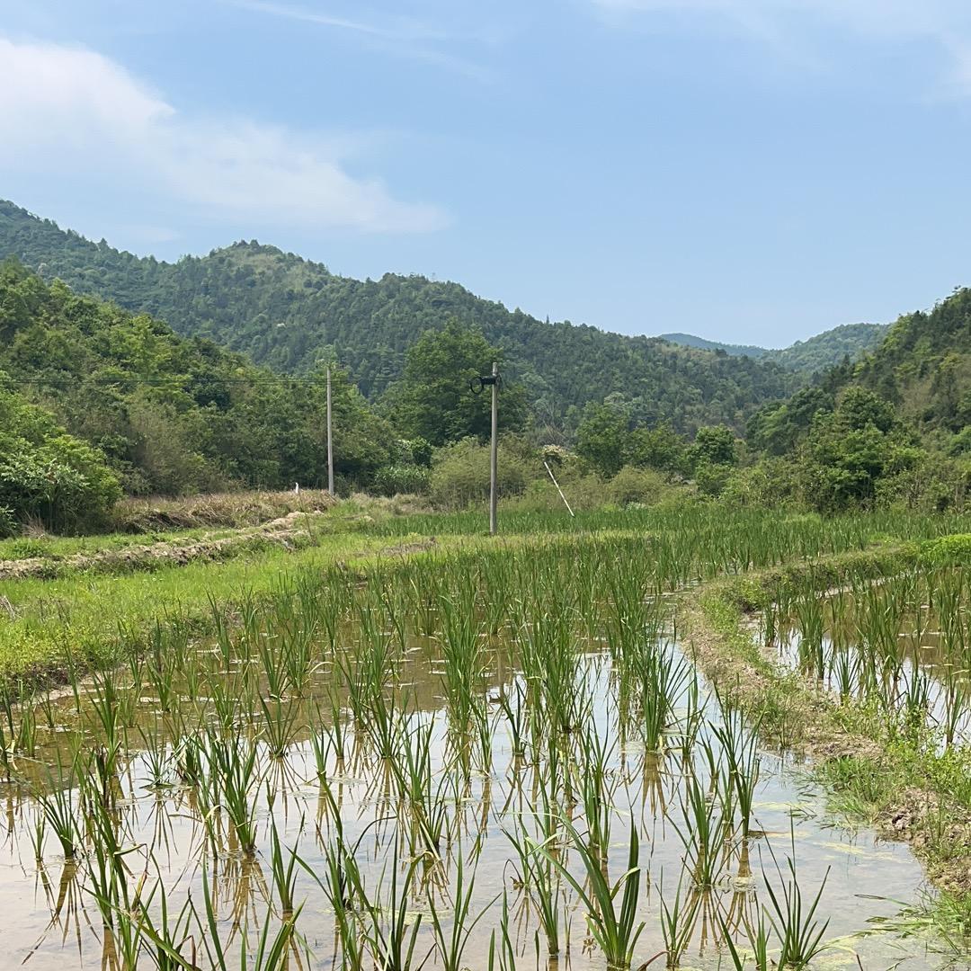 淡淡的