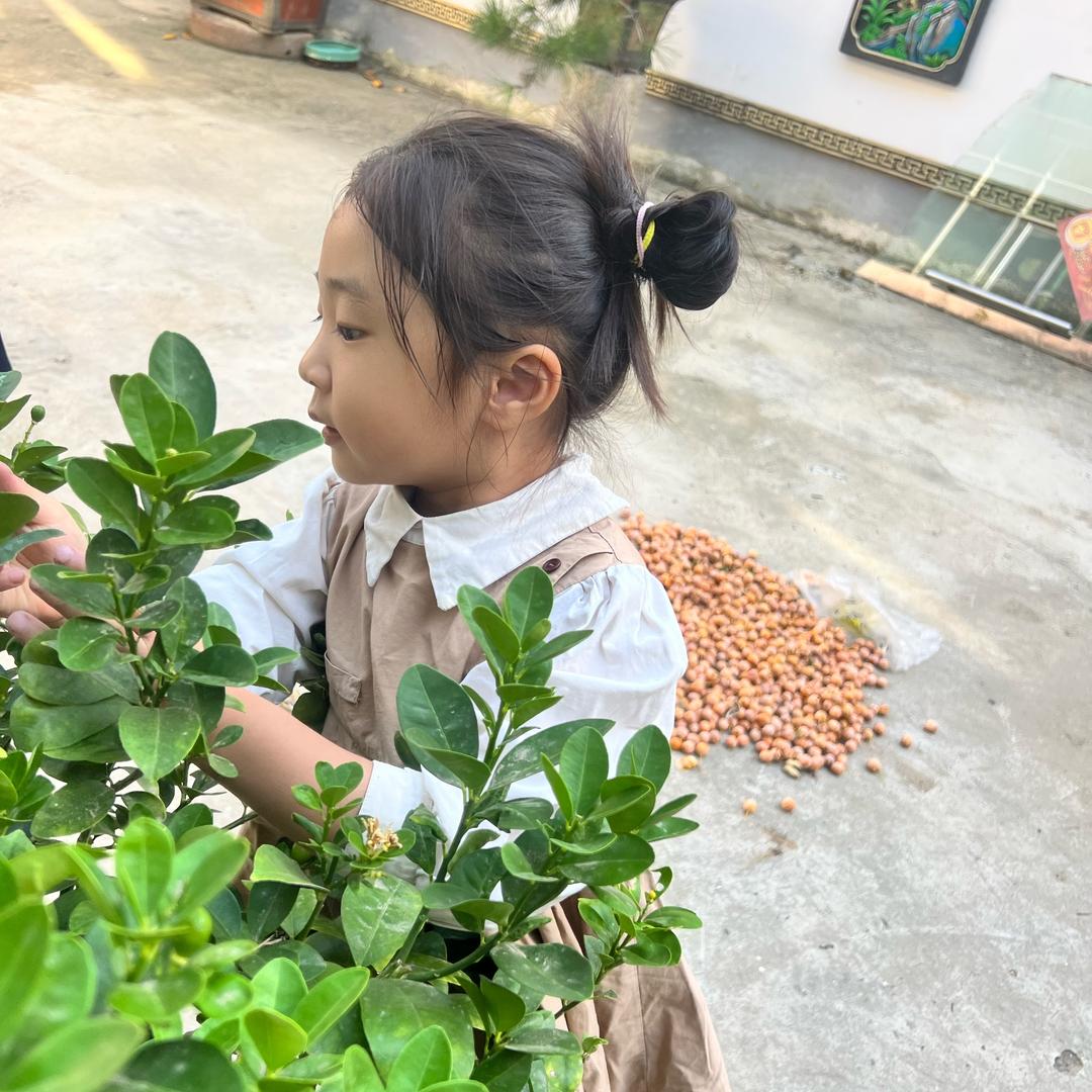 牛肉丸子头