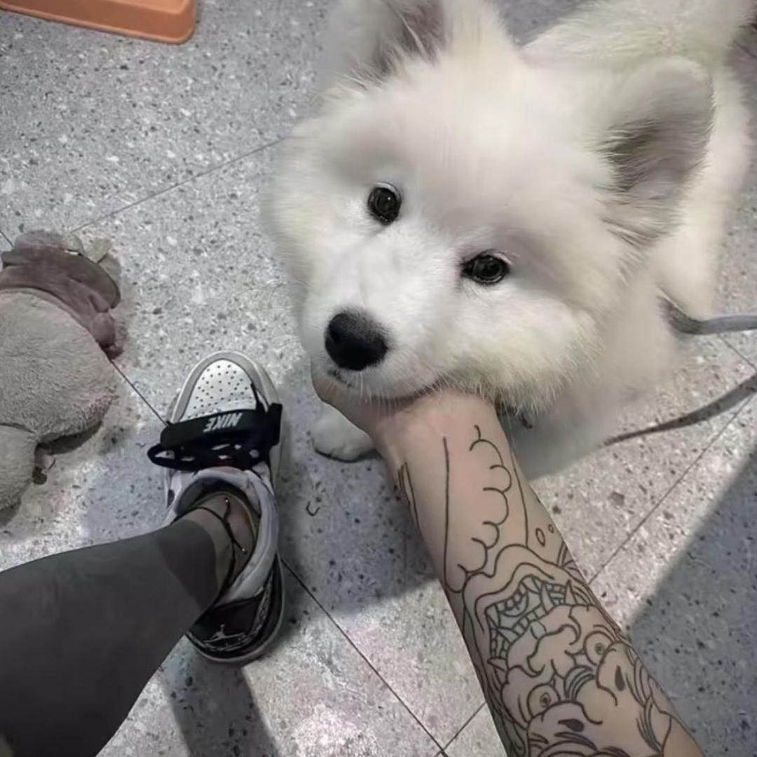 北方有佳人