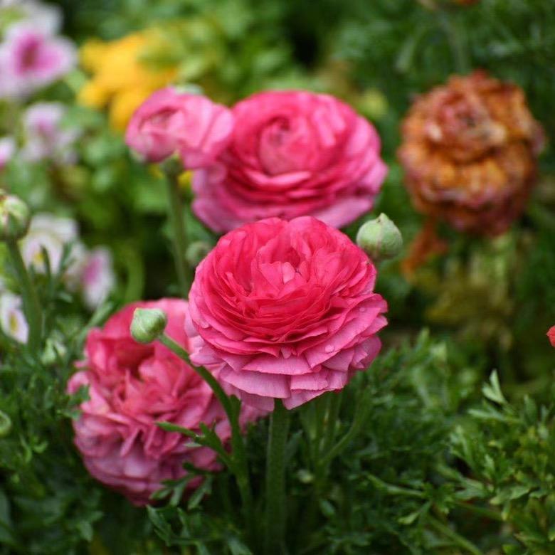 又见花开🎈