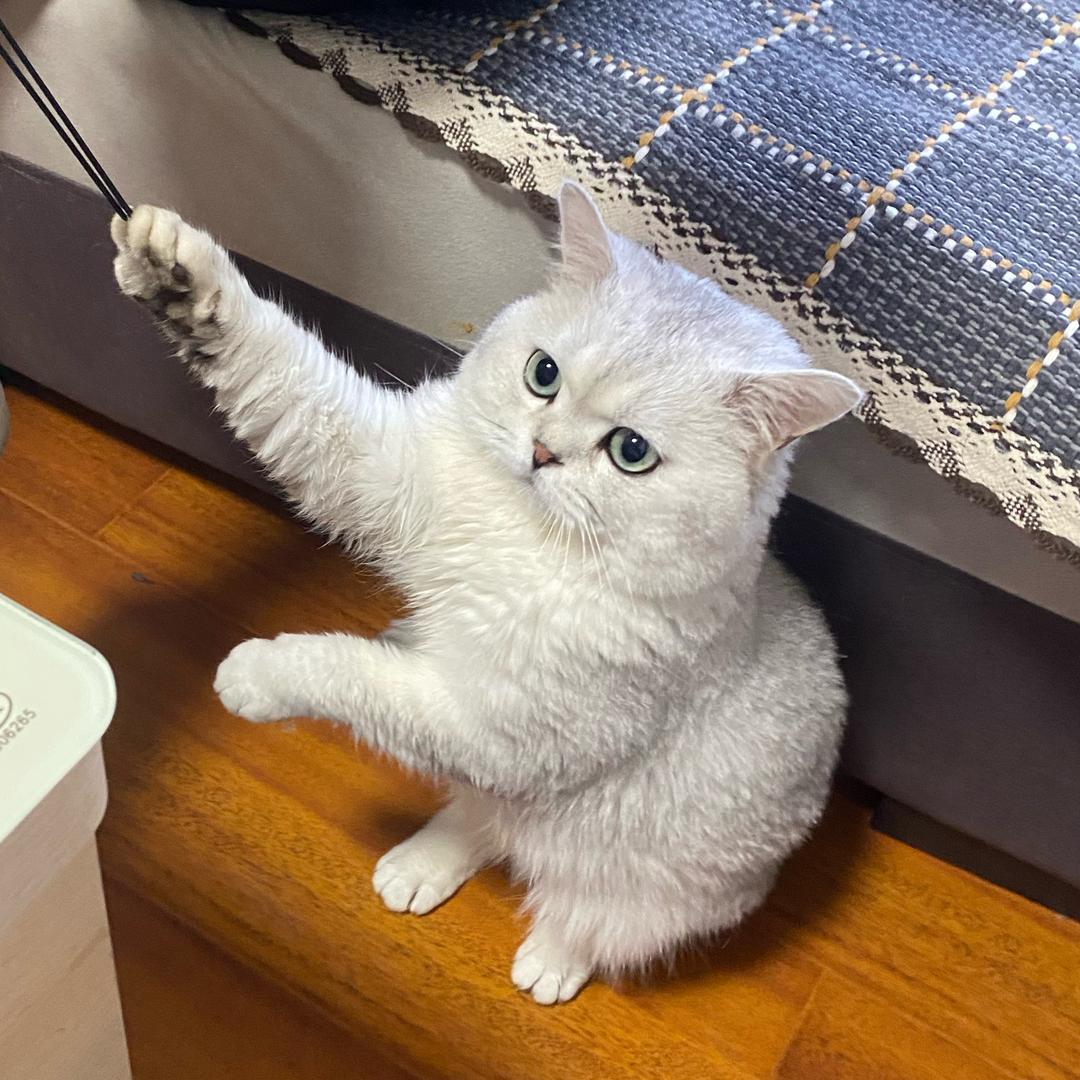 14是只喵🐱