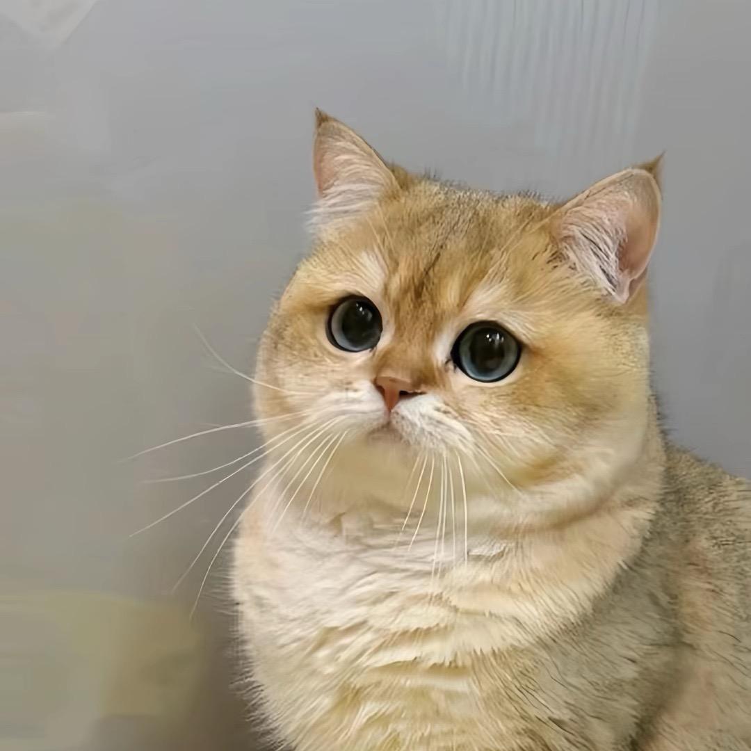 佳娴猫舍