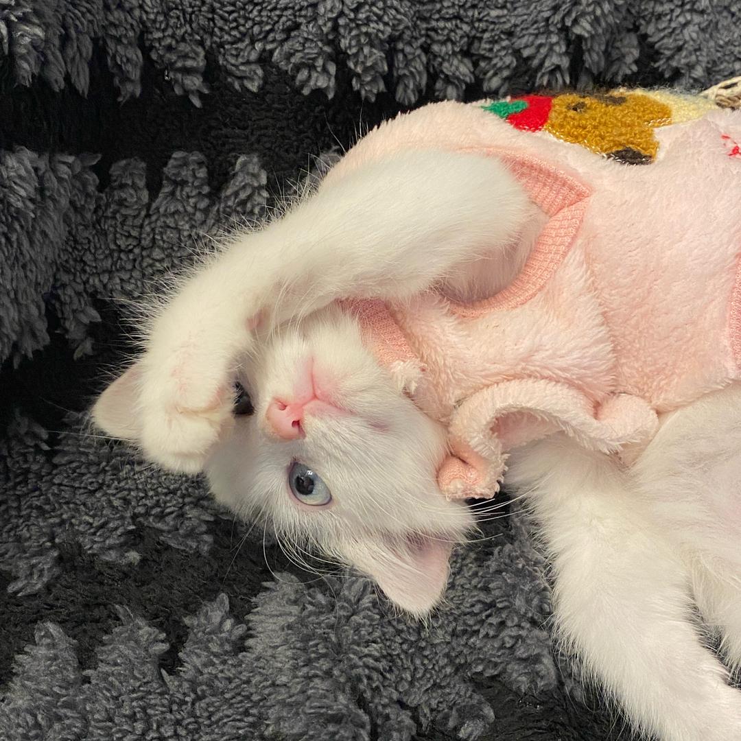 汤圆要吃花生馅