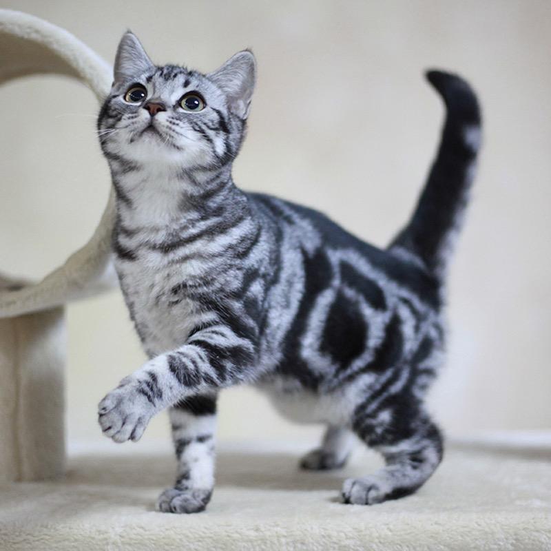 ☀️☀️☀️cat