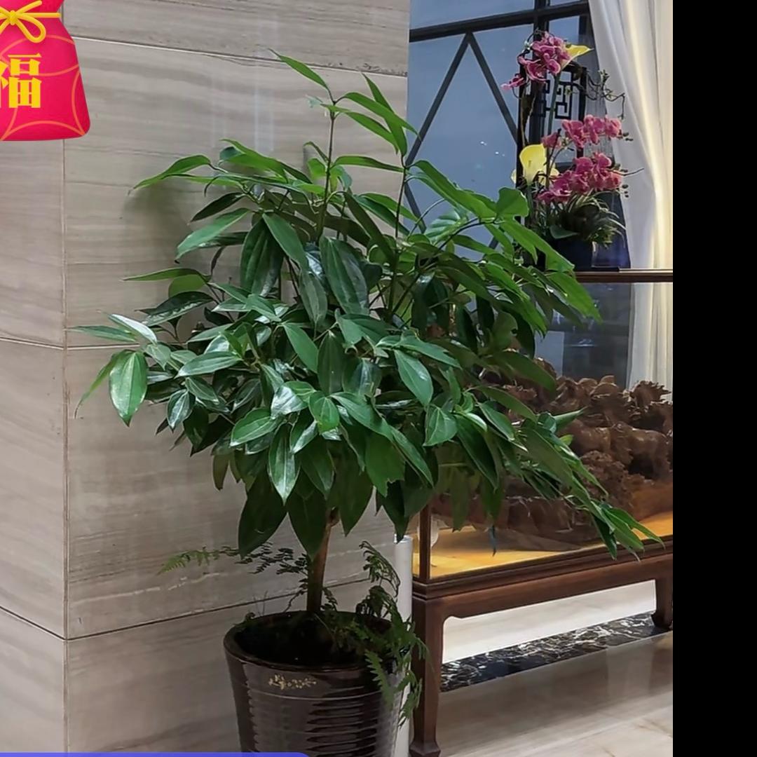福满财多