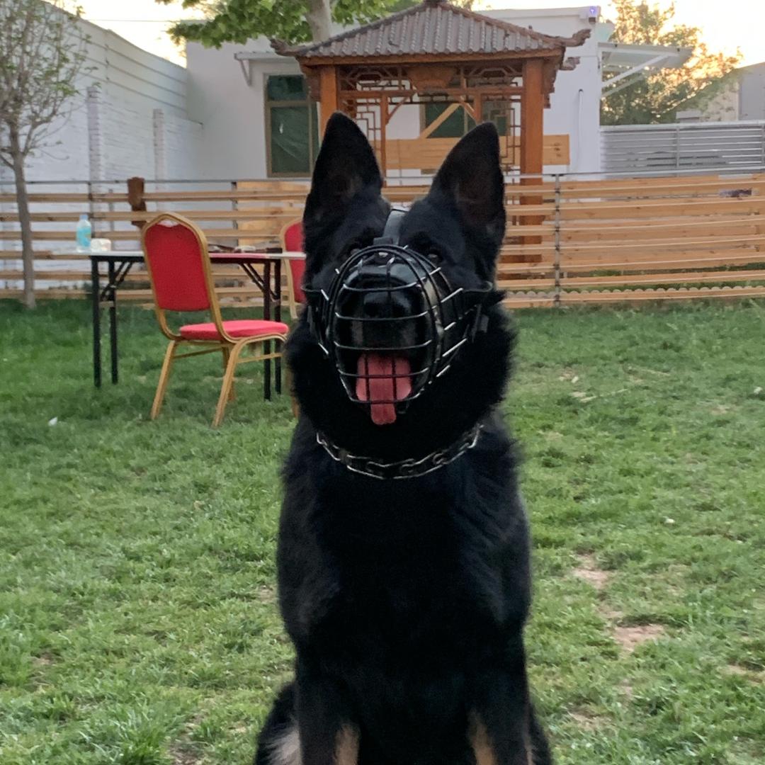 涛姐训犬