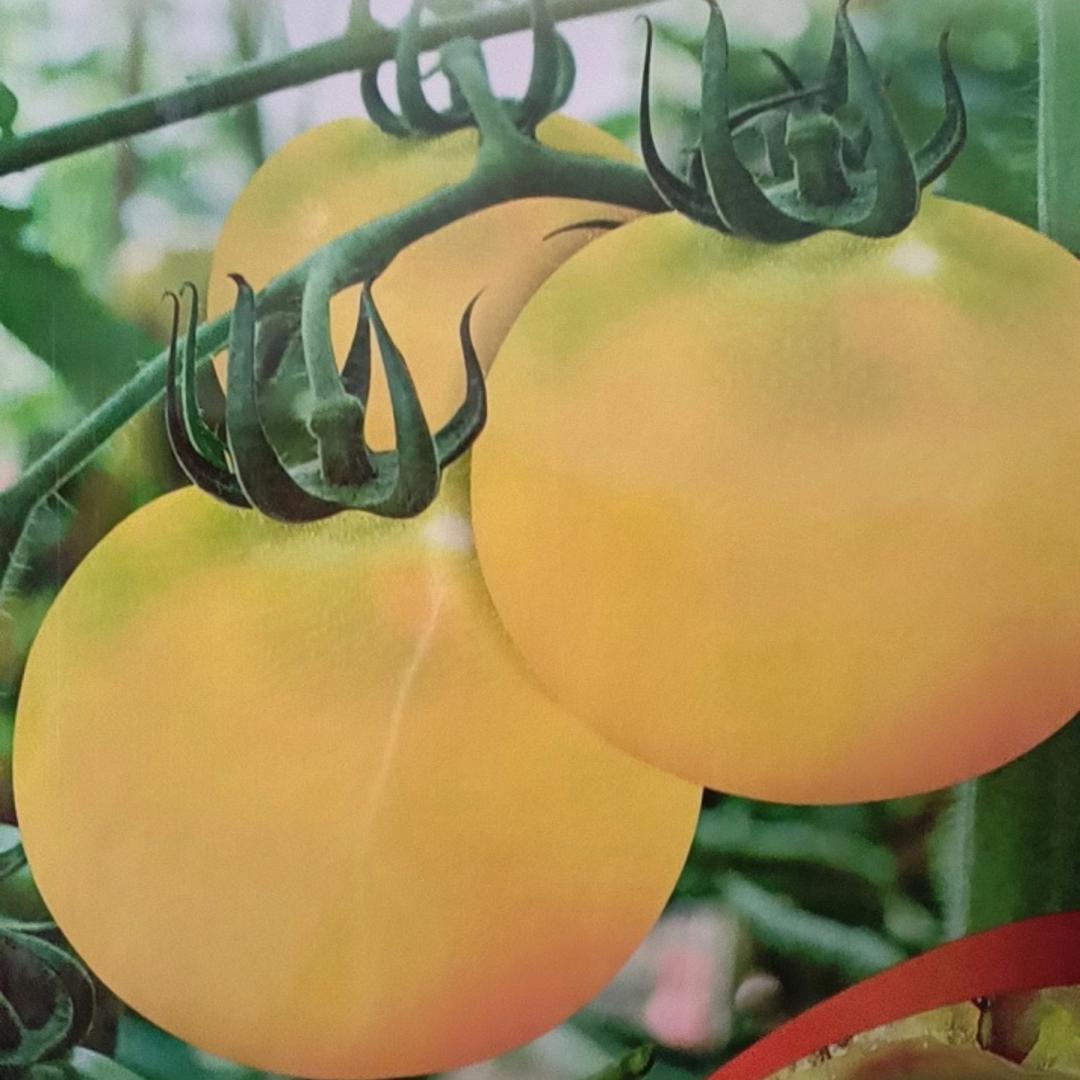 菜籽鑫鑫