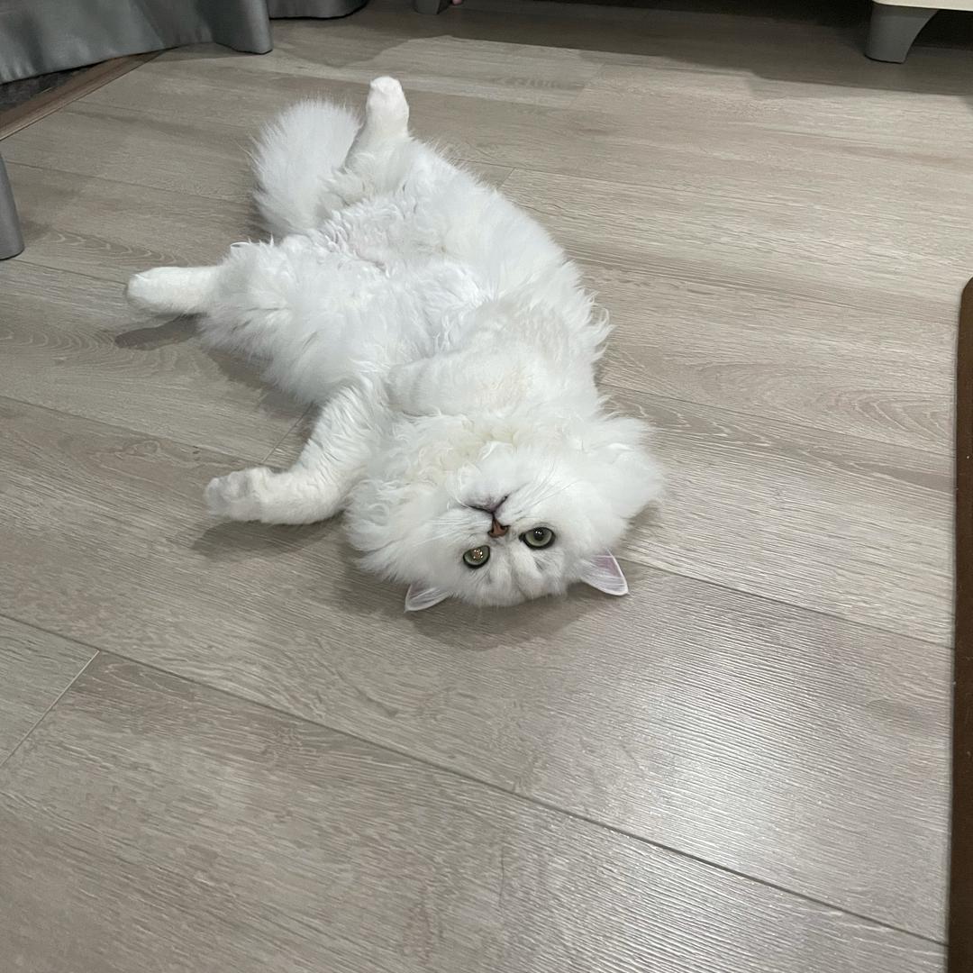 牛奶面包我都要