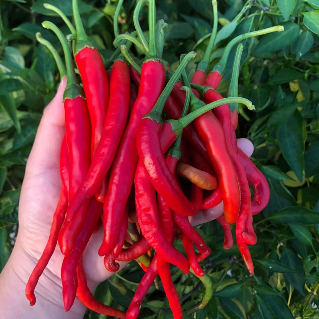 赵老师说辣椒🌶️