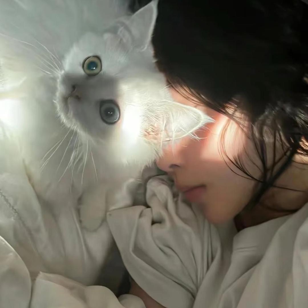 不要打打鲨鲨