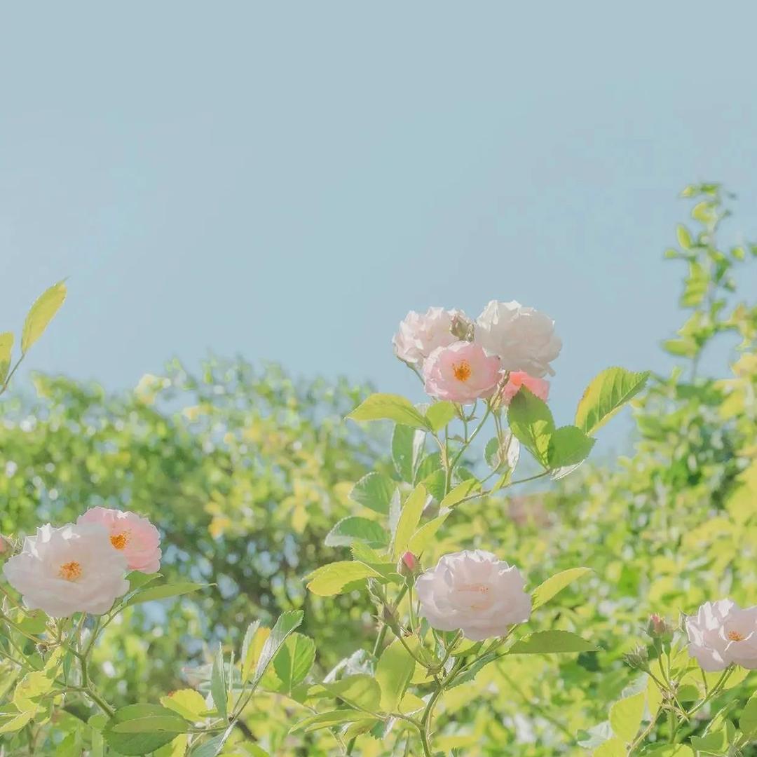 初夏🩵