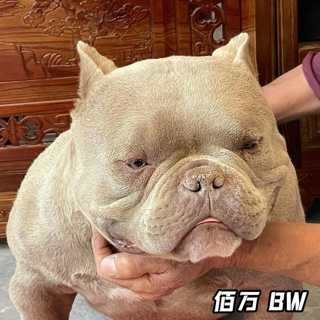 恶霸犬-佰万