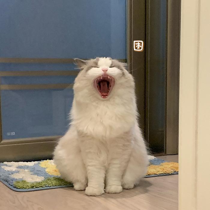 孔苏.