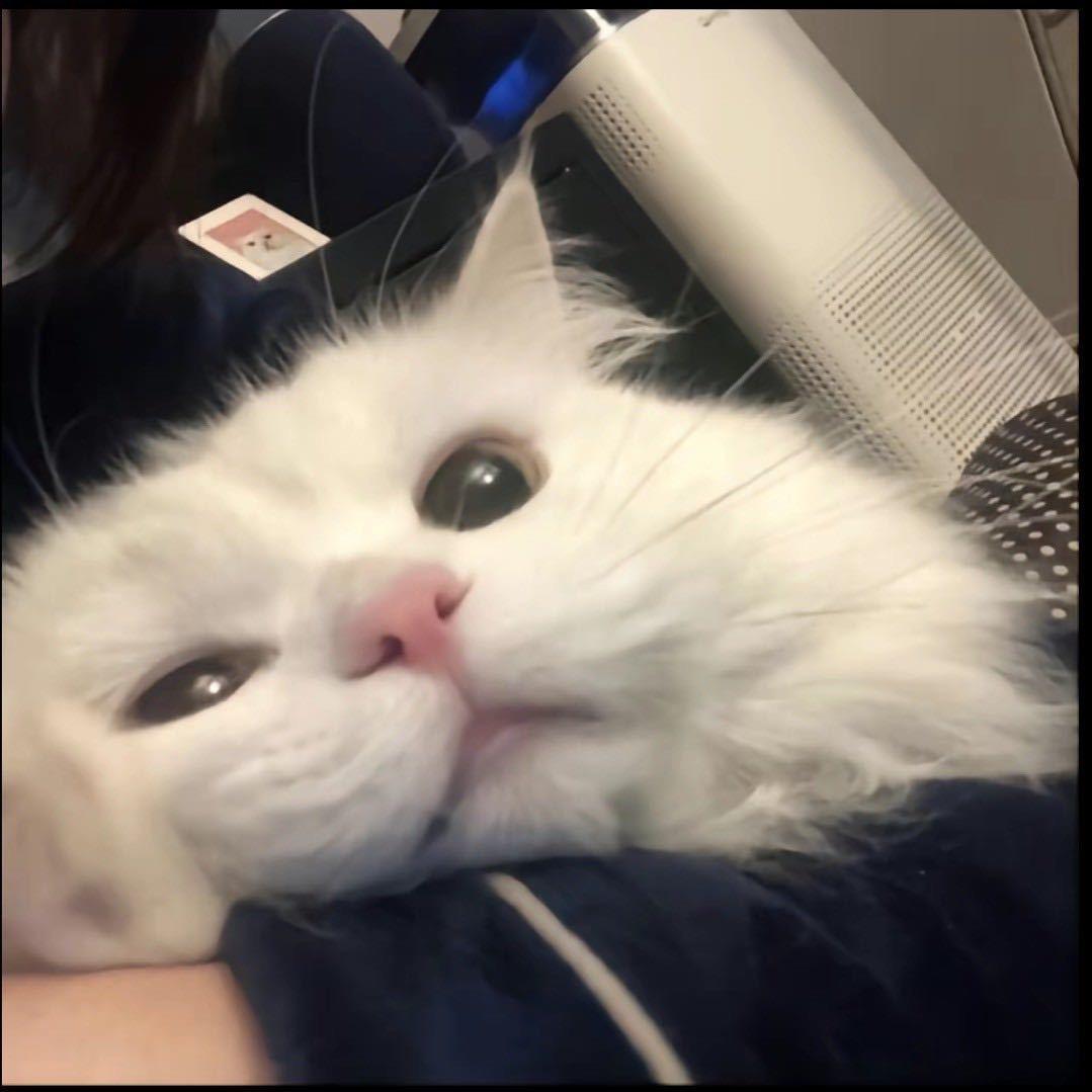 lili