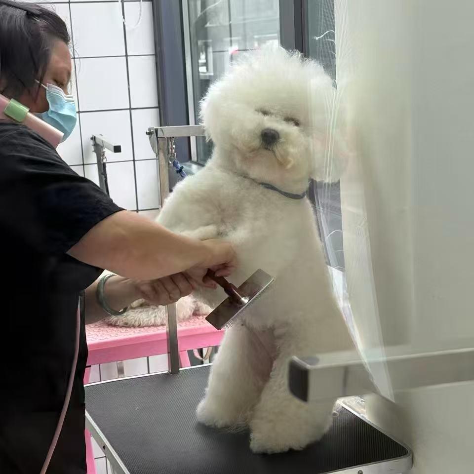 明日之星张教练