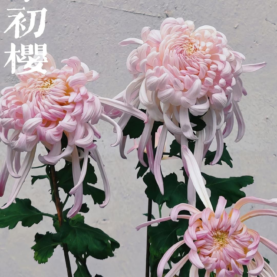 雷鸣园艺臻选