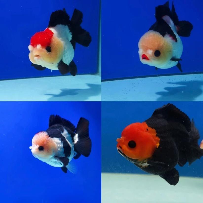 锂锂锂锂锂锂