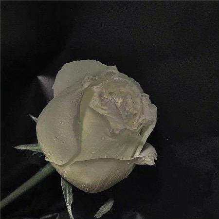 💗᭄余生ᝰᩚ随心ꦿ໌: ꧔ꦿ᭄ 自ঞᩚ