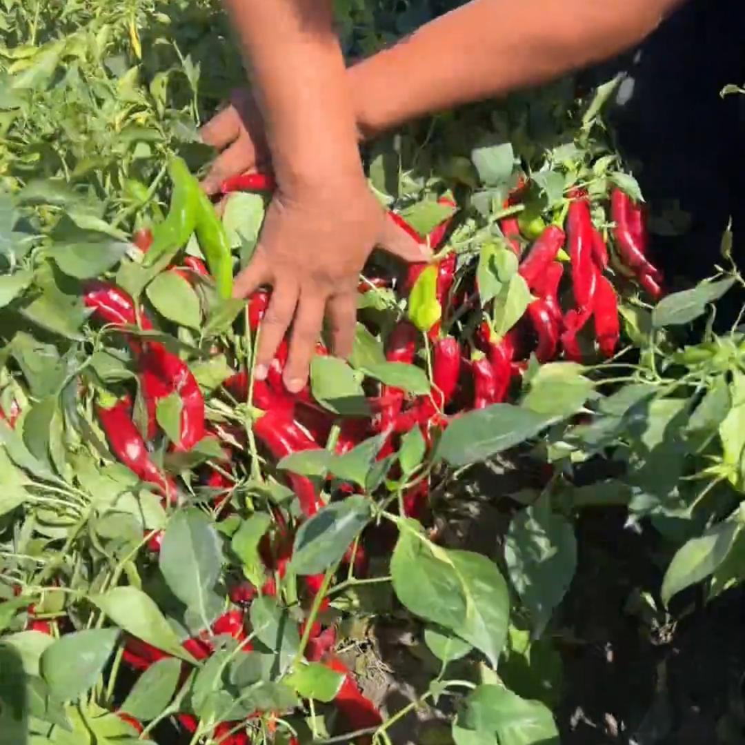 除草源头工厂